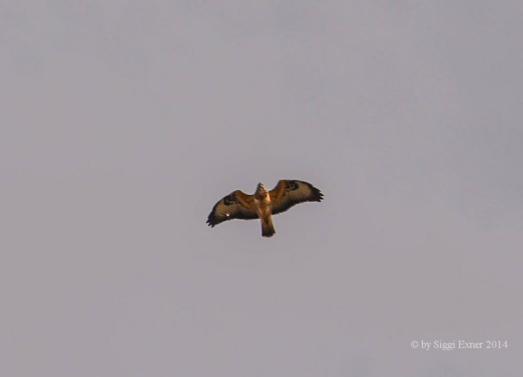 Rauhfubussard Buteo cf lagopus