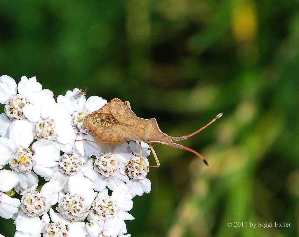 Rhombenwanze Syromastus rhombeus