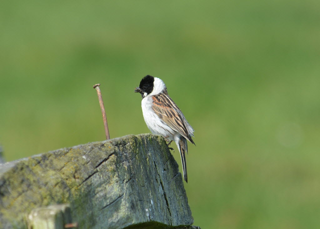 Rohrammer Emberiza schoeniclus