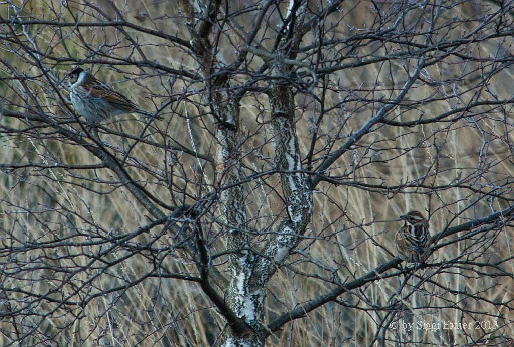 Rohrammer Emberiza schoeniclus