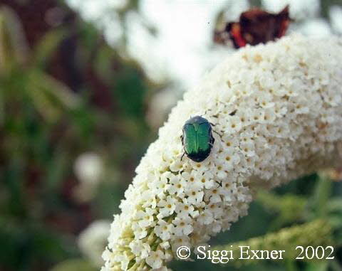 Gemeiner Rosenkfer Cetonia aurata