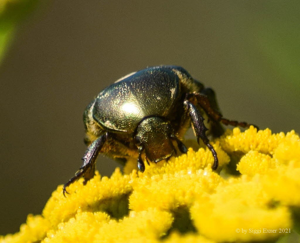 Protaetia cuprea Kupfer-Rosenkfer