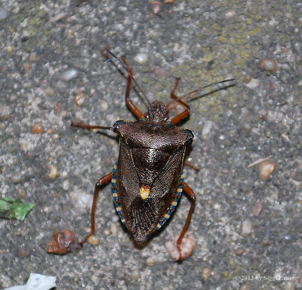 Rotbeinige Baumwanze Pentatoma rufipes