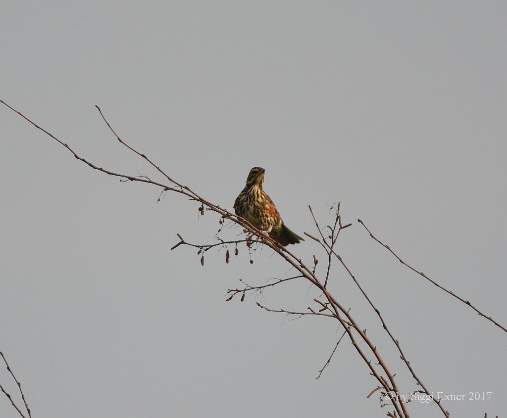 Rotdrossel Turdus iliacus