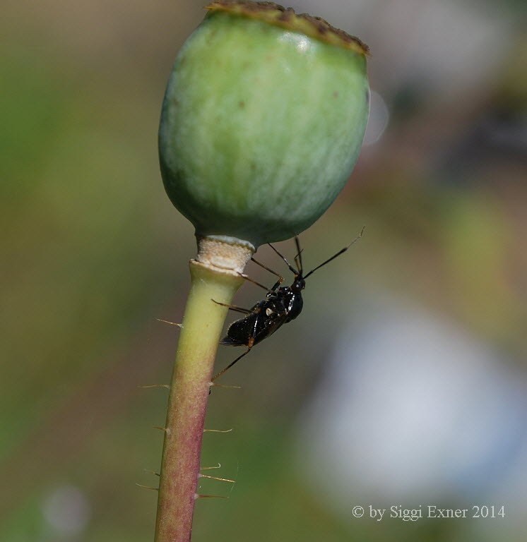 Deraeocoris ruber Rote Weichwanze 