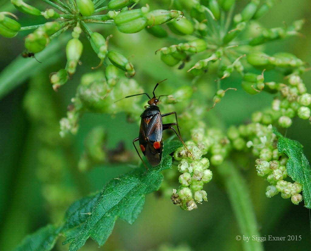 Deraeocoris ruber Rote Weichwanze 