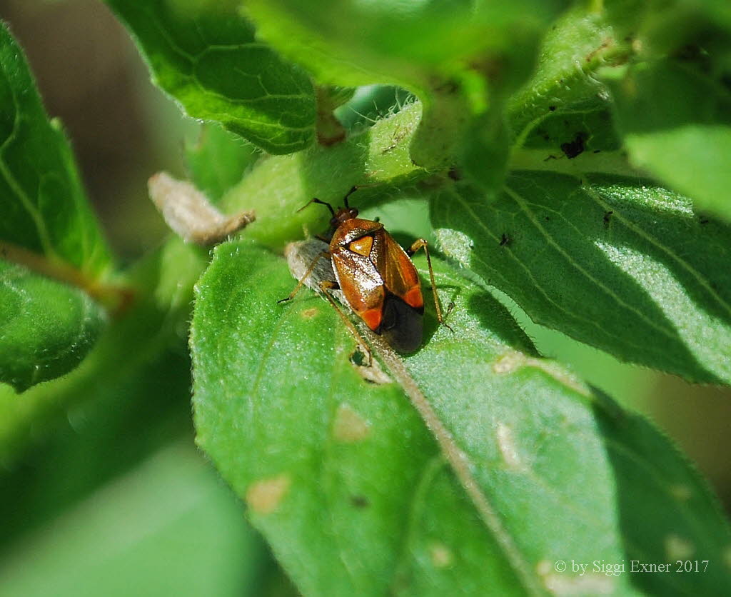 Deraeocoris ruber Rote Weichwanze 