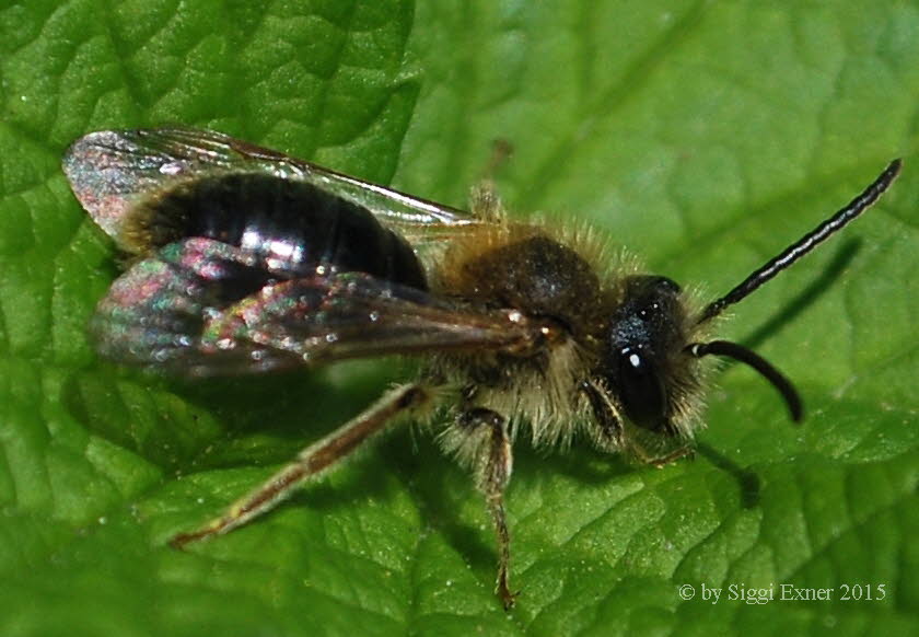 Andrena haemorrhoa Rotendige Sandbiene 