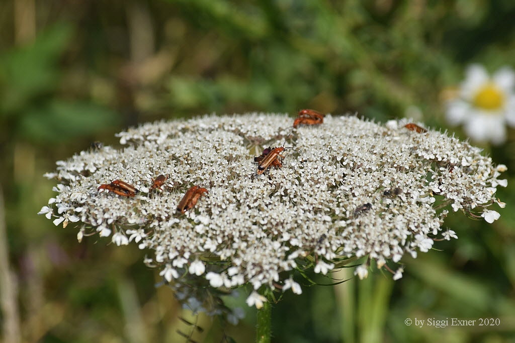 Rhagonycha fulva Roter Weichkfer