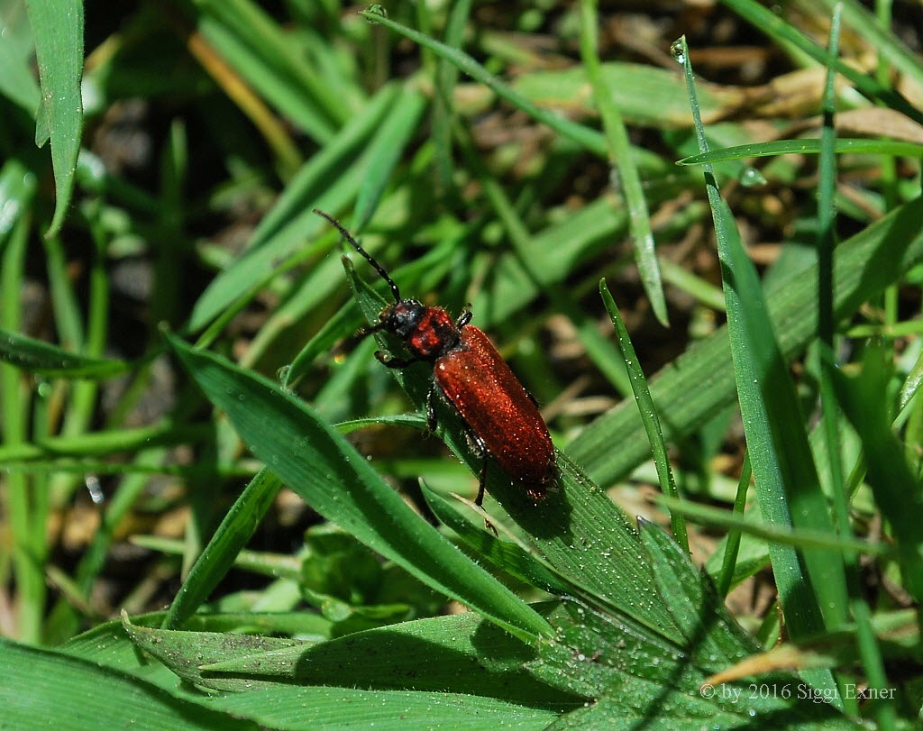 Rothaarbock  Pyrrhidium sanguineum