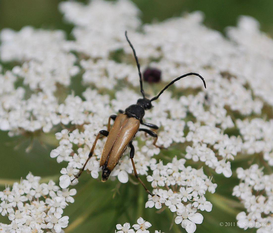 Rothalsbock  Stictoleptura rubra