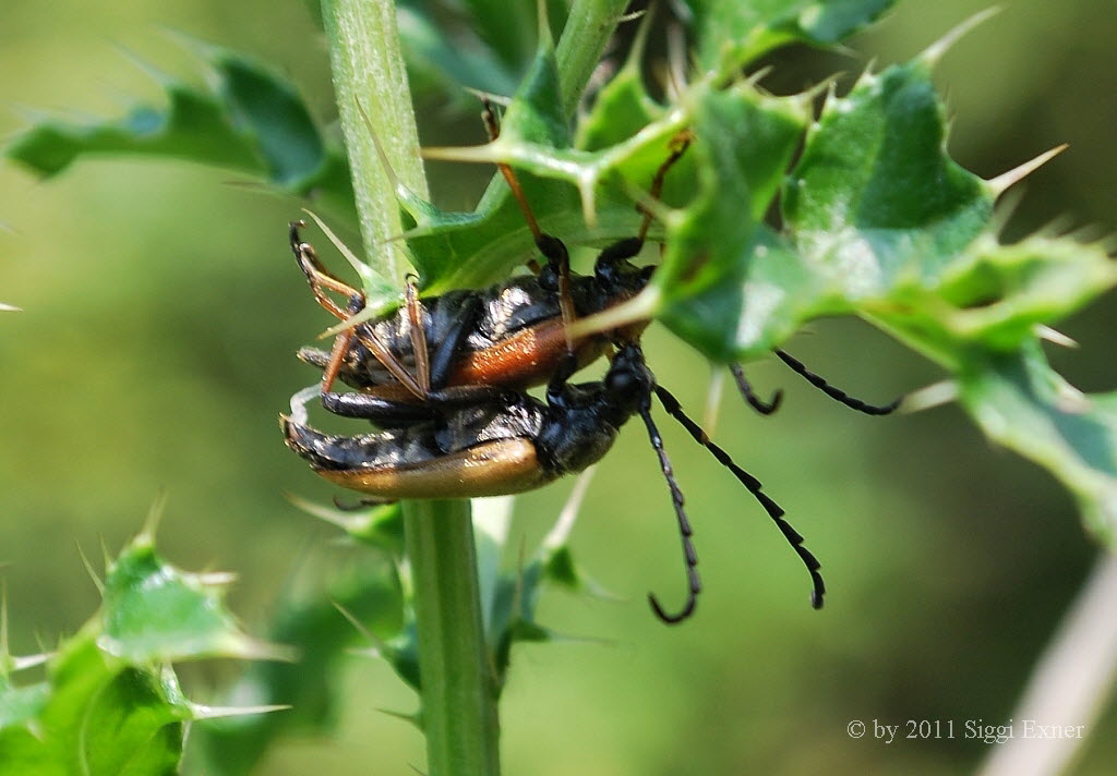 Rothalsbock  Stictoleptura rubra