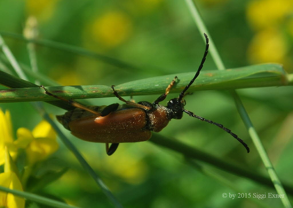 Rothalsbock  Stictoleptura rubra