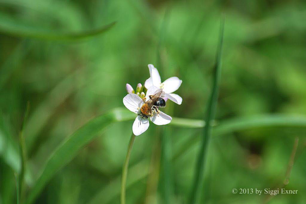 Rotschopfige Sandbiene Andrena haemorrhoa