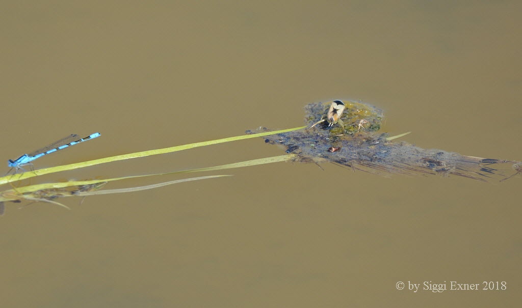 Rckenschwimmer Notonecta viridis