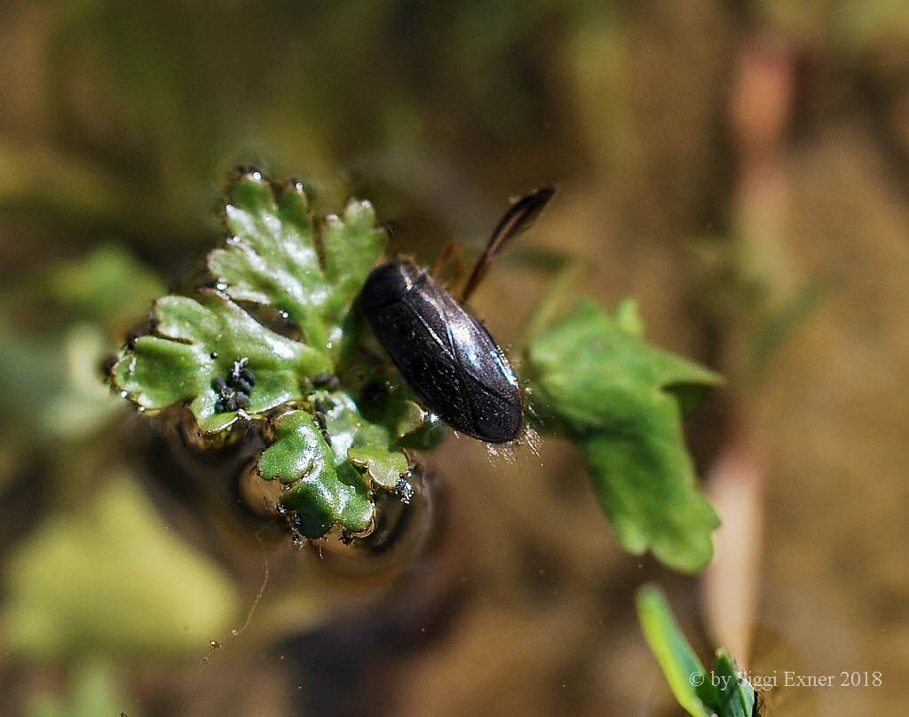 Ruderwanze Sigara sp