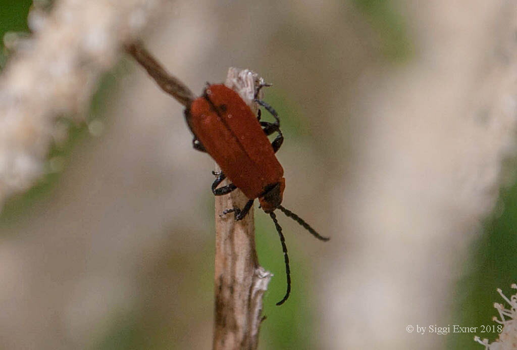 Rssel-Rotdeckenkfer Lygistopterus sanguineus_0021924