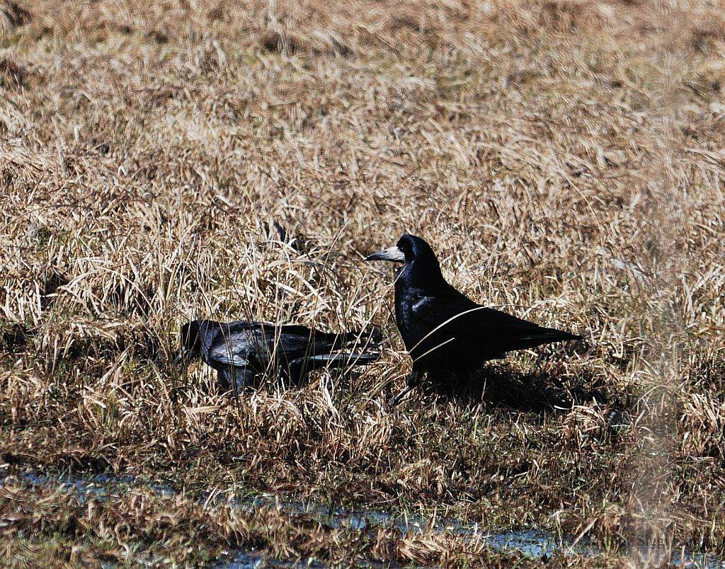 Saatkrhe Corvus frugilegus