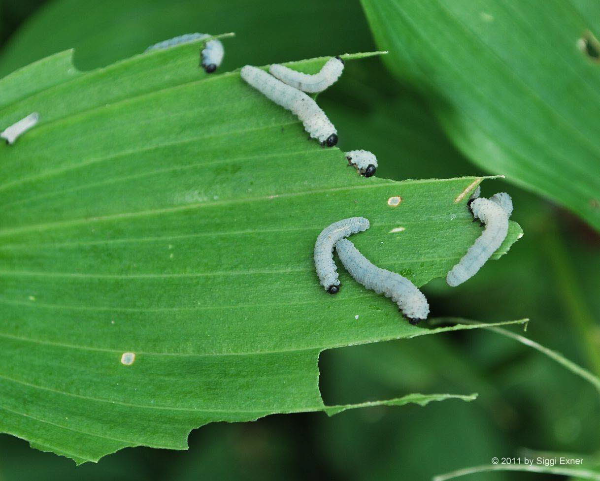 Salomonssiegel-Blattwespe Phymatocera aterrima 