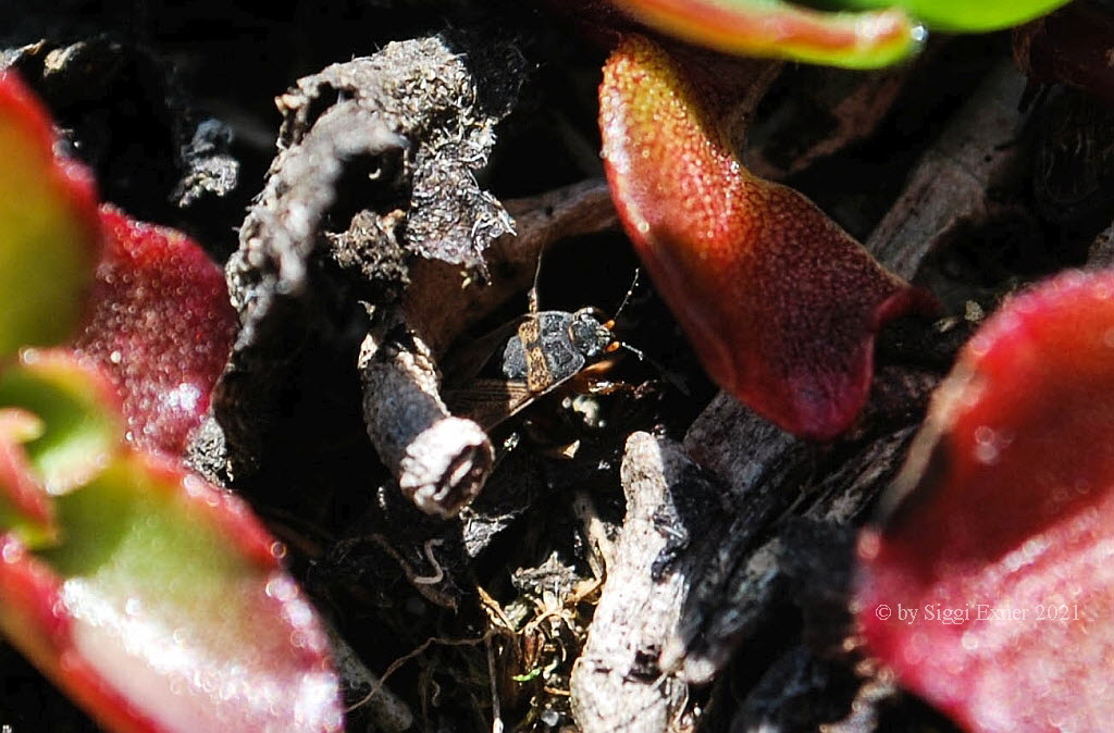 Trapezonotus arenarius Sand-Bodenwanze