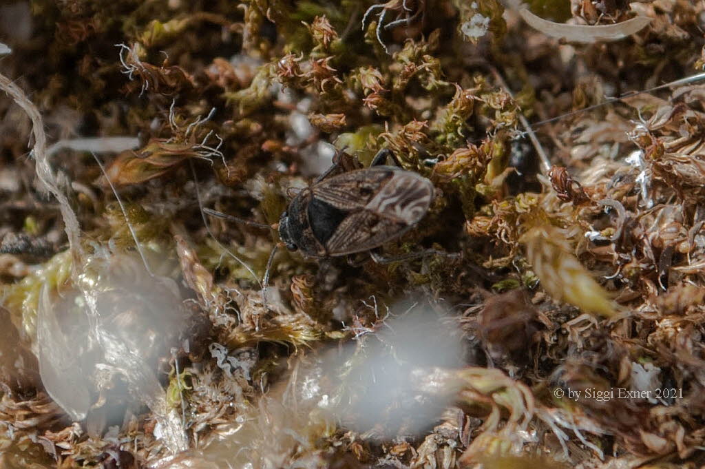 Trapezonotus arenarius Sand-Bodenwanze