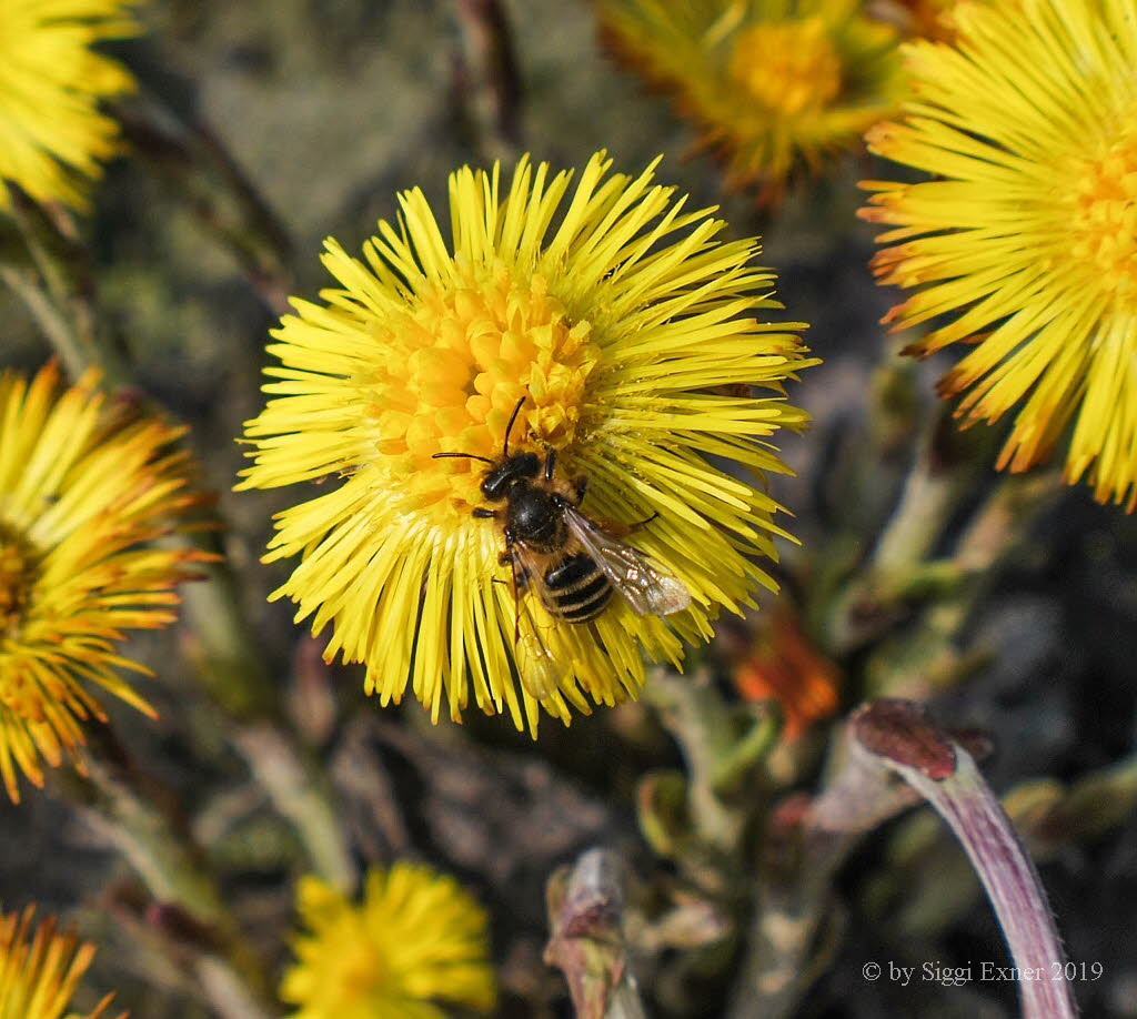 Andrena flavipes Gemeine Sandbiene