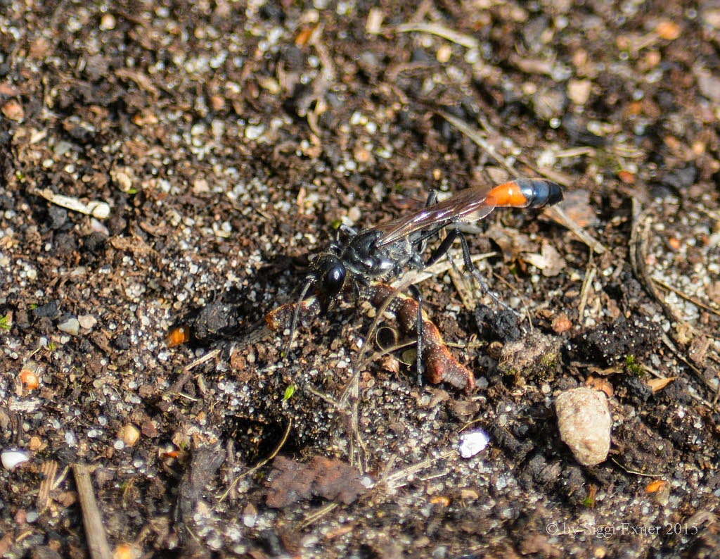 Dreiphasen-Sandwespe Ammophila pubescens