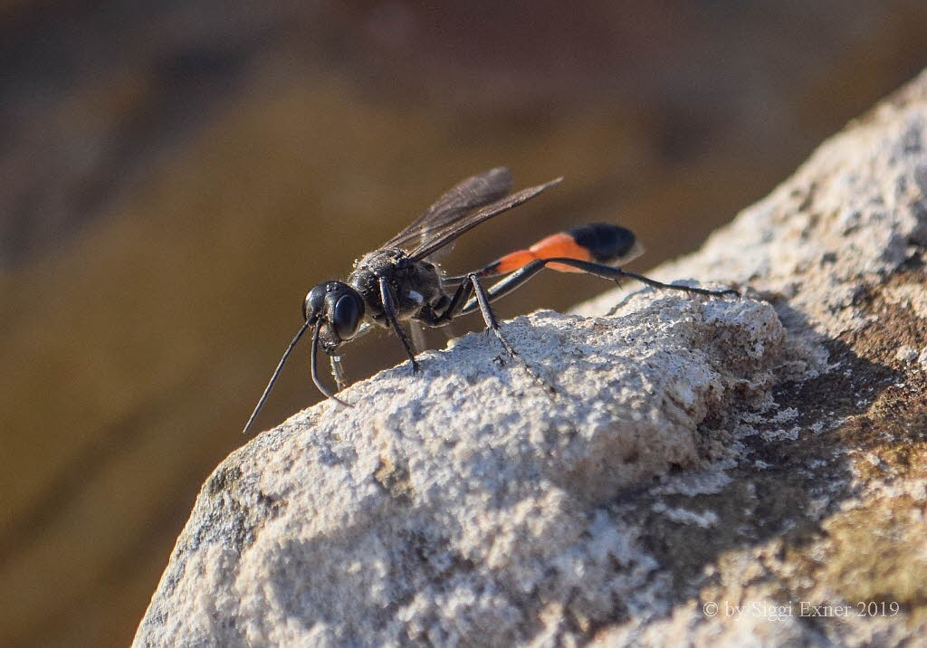 Gemeine Sandwespe Ammophila cf. sabulosa