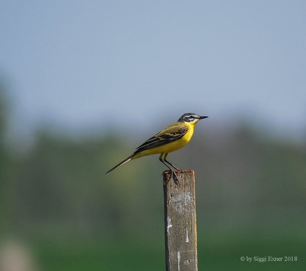 Schafstelze Motacilla flava