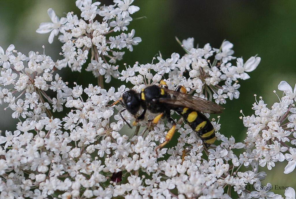 Schildbeinige Silbermundwespe Schildbeinige Silbermundwespe Crabro cribrarius