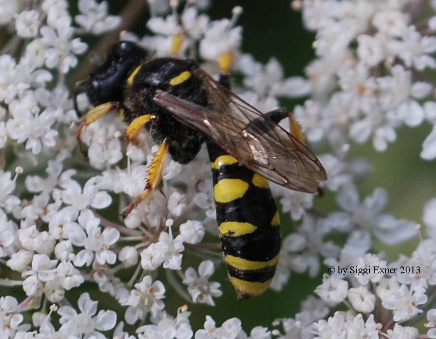 Crabro cribrarius Schildbeinige Silbermundwespe
