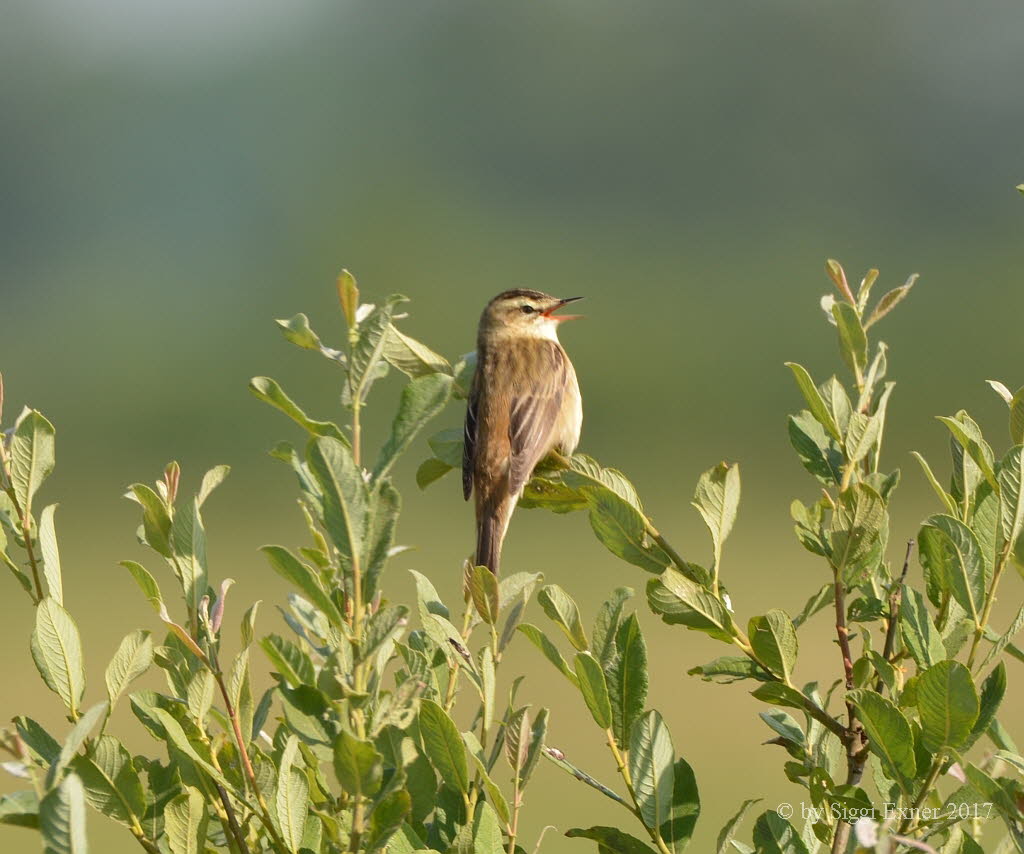 Schilfrohrsnger Acrocephalus schoenobaenus