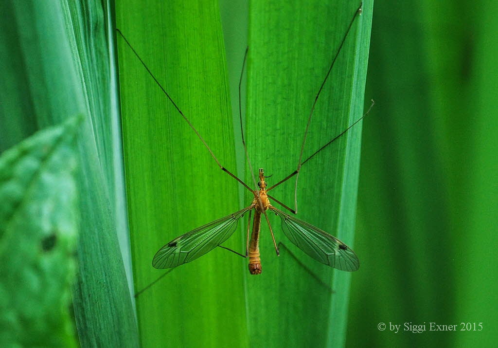 Tipula fascipennis