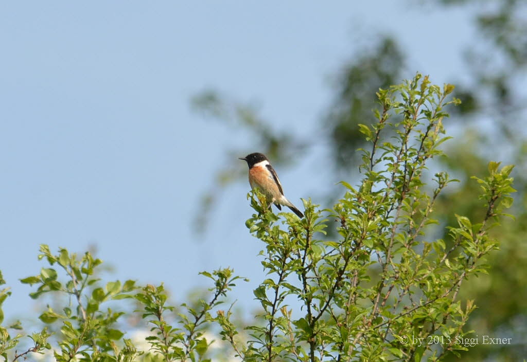 Schwarzkehlchen Saxicola torquata