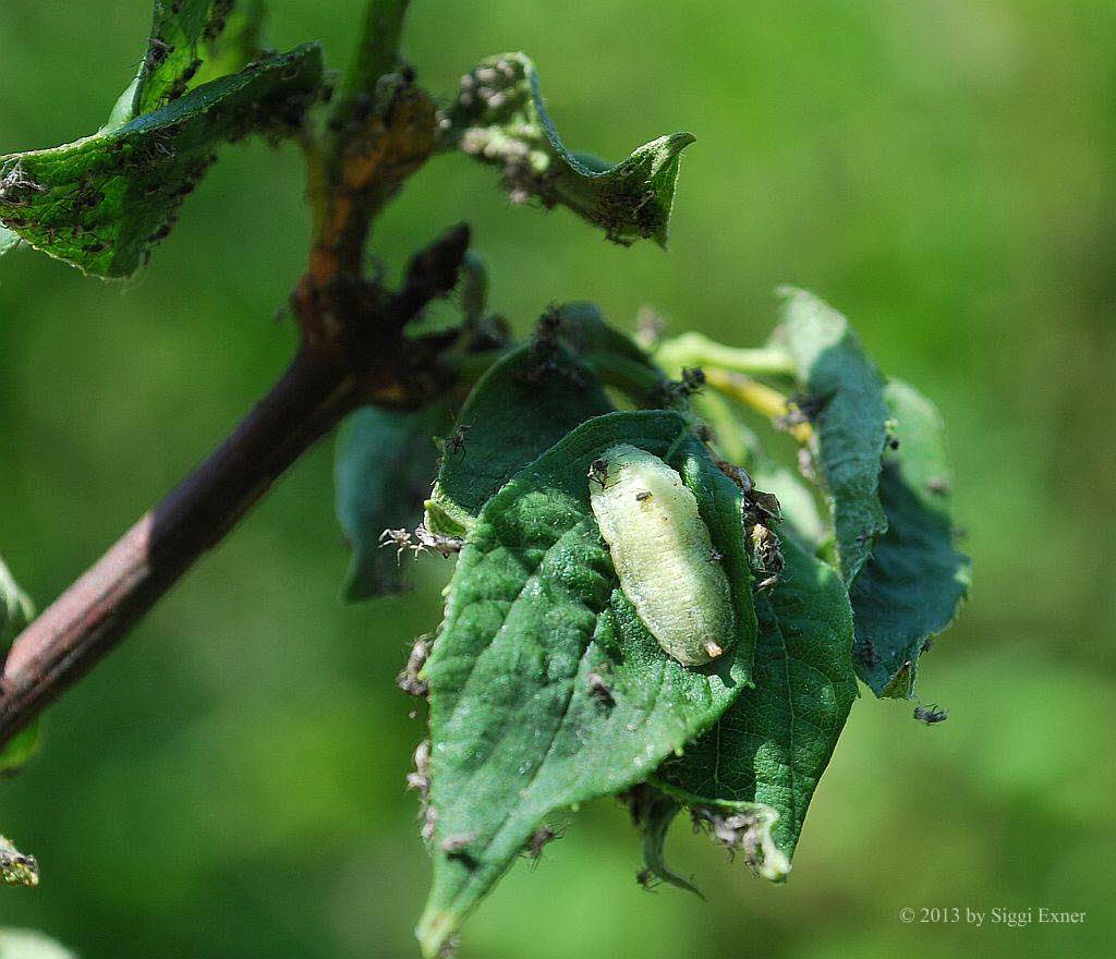 Syrphidae Schwebfliegen Larven