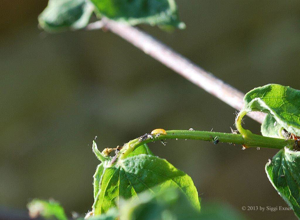 Syrphidae Schwebfliegen Larven