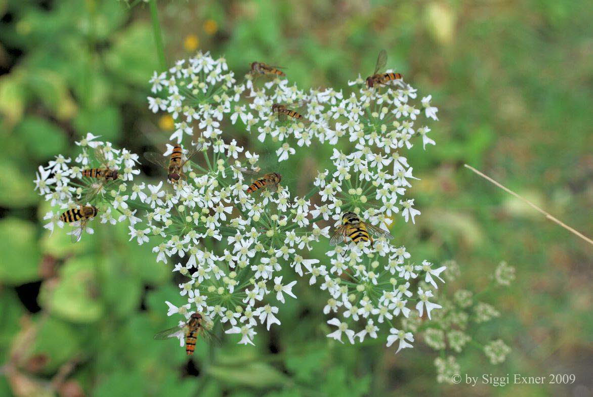 Schwebfliegen Syrphidae