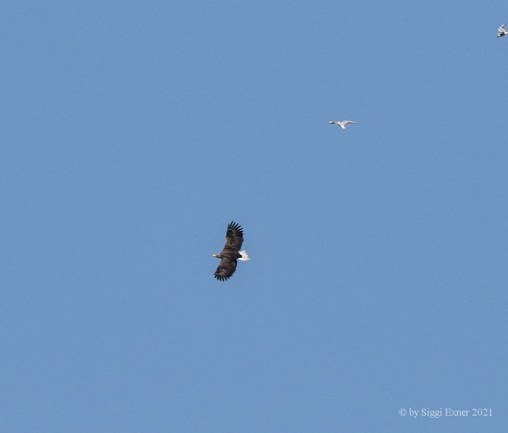 Seeadler Haliaeetus albicilla