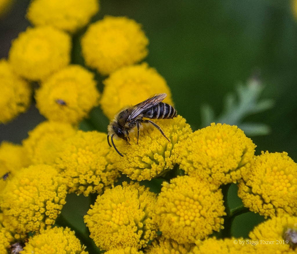 Colletes daviesanus Gemeine Seidenbiene