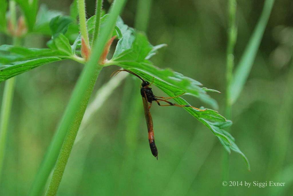 Sichelwespe Therion circumflexum