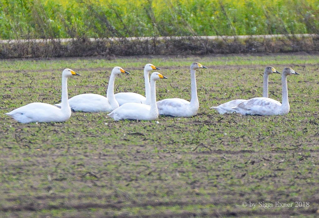 Singschwan Cygnus cygnus