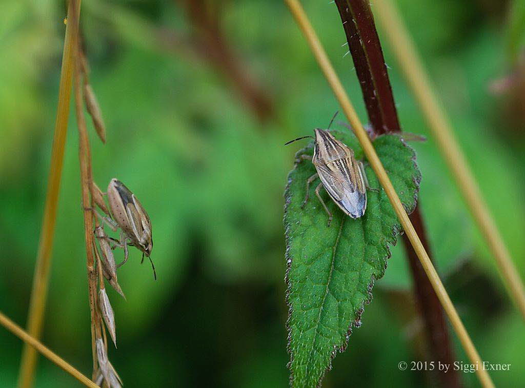 Spitzling Aelia acuminata