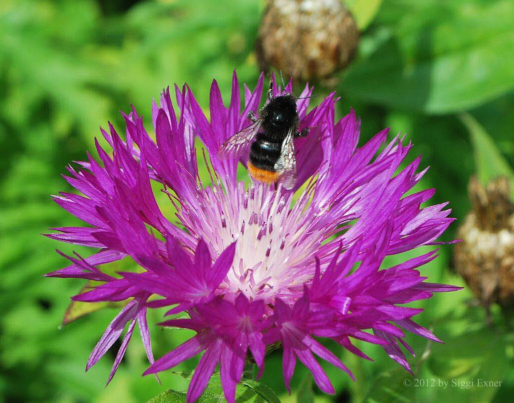 Steinhummel Bombus lapidarius