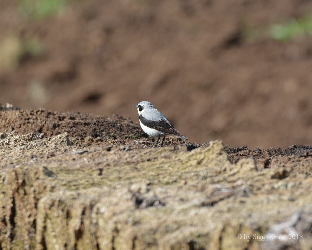 Steinschmtzer Oenanthe oenanthe