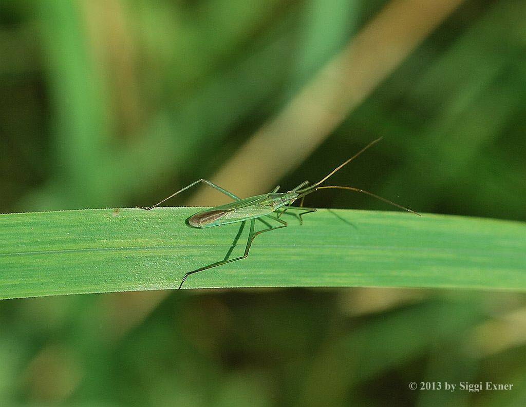 Stenodema laevigata