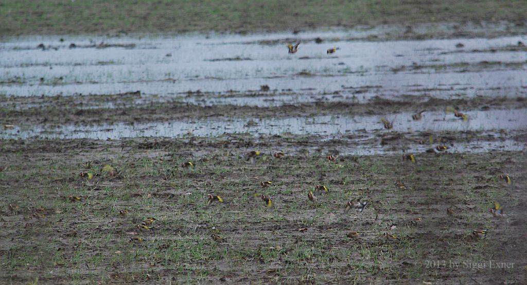 Stieglitz Carduelis carduelis