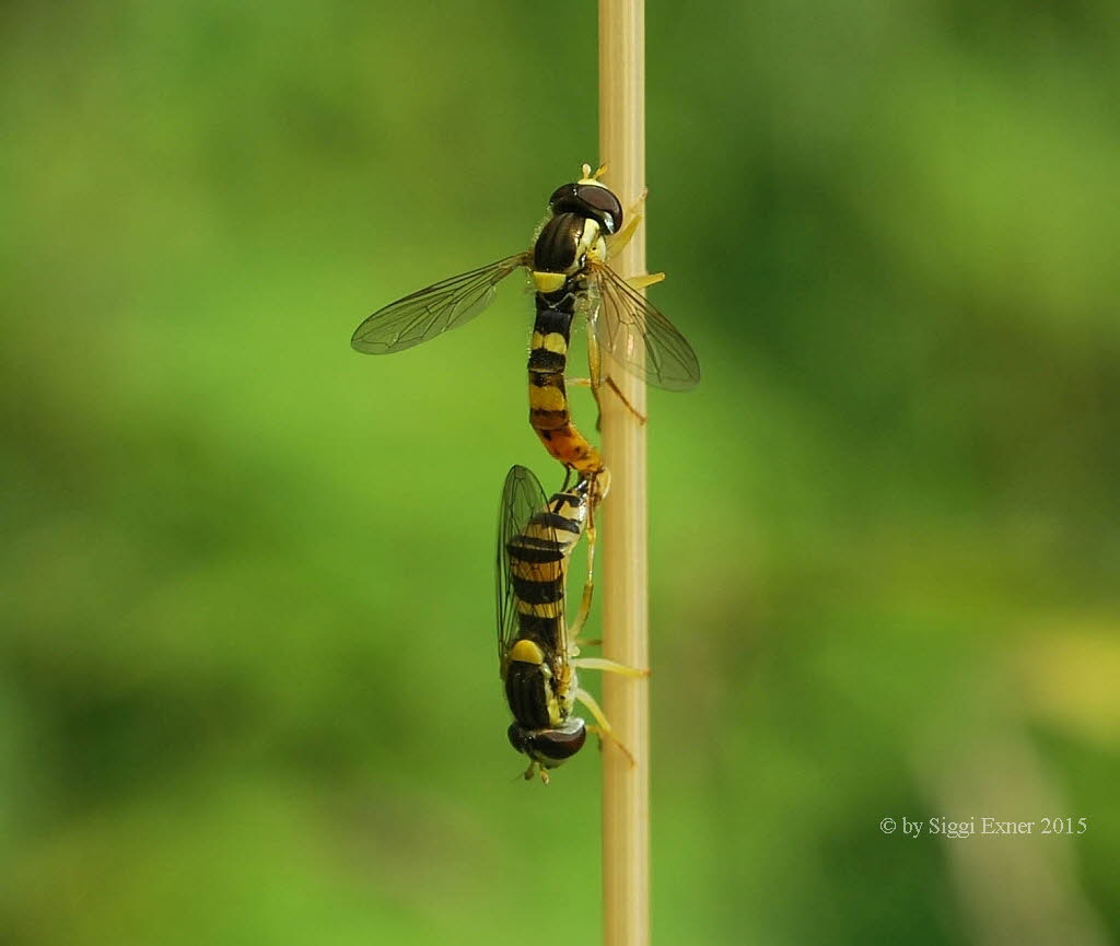 Sphaerophoria scripta Gemeine Stiftschwebfliege