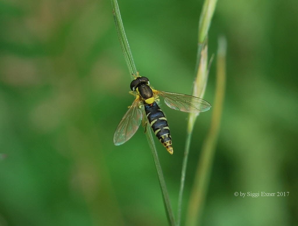 Sphaerophoria cf scripta Stiftschwebfliege