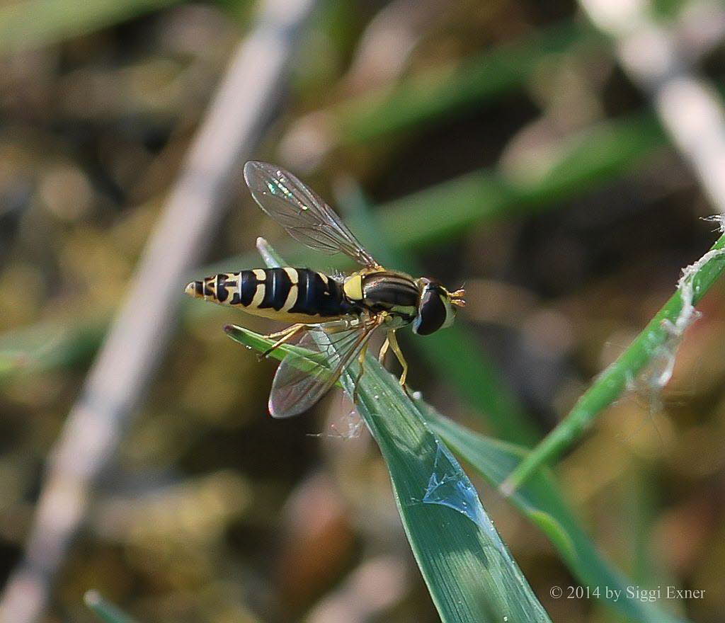 Sphaerophoria sp Stiftschwebfliege