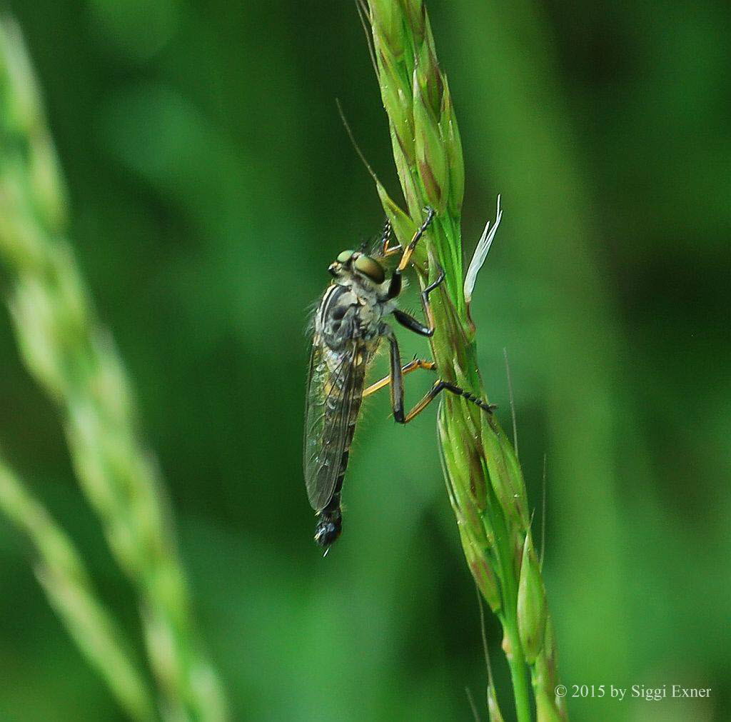 Gemeiner Strauchdieb Neoitamus cf cyanurus